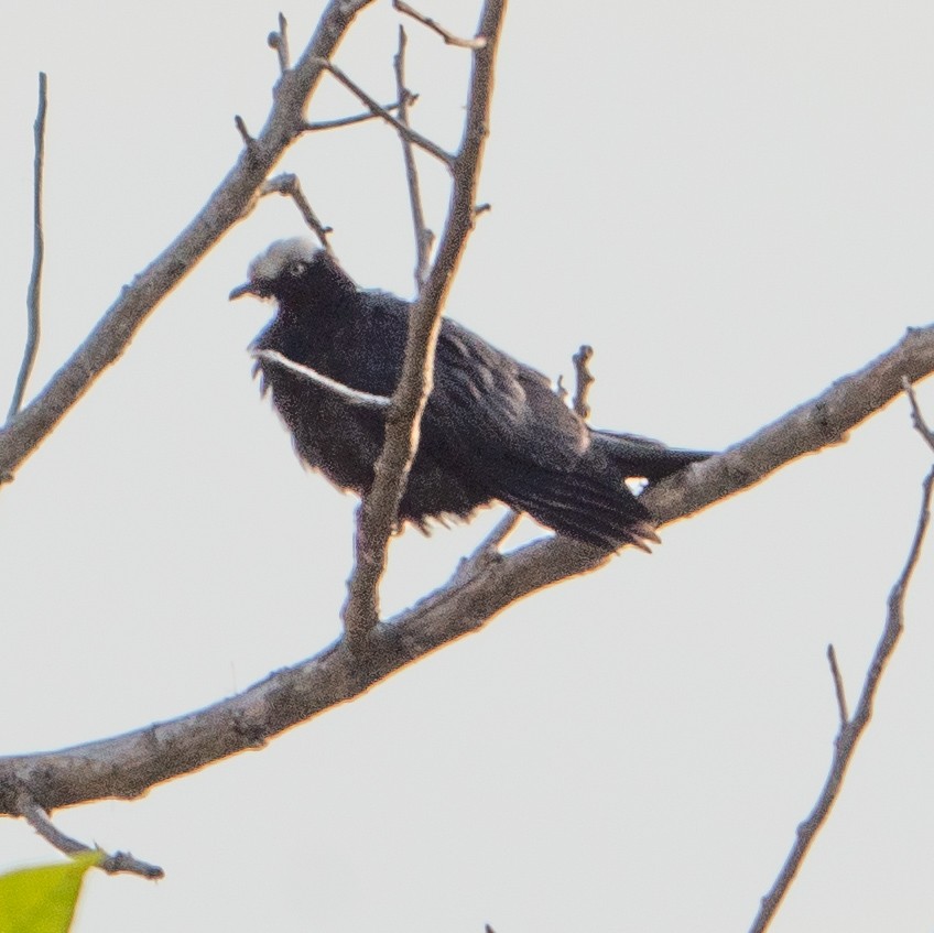 White-crowned Pigeon - ML616418601