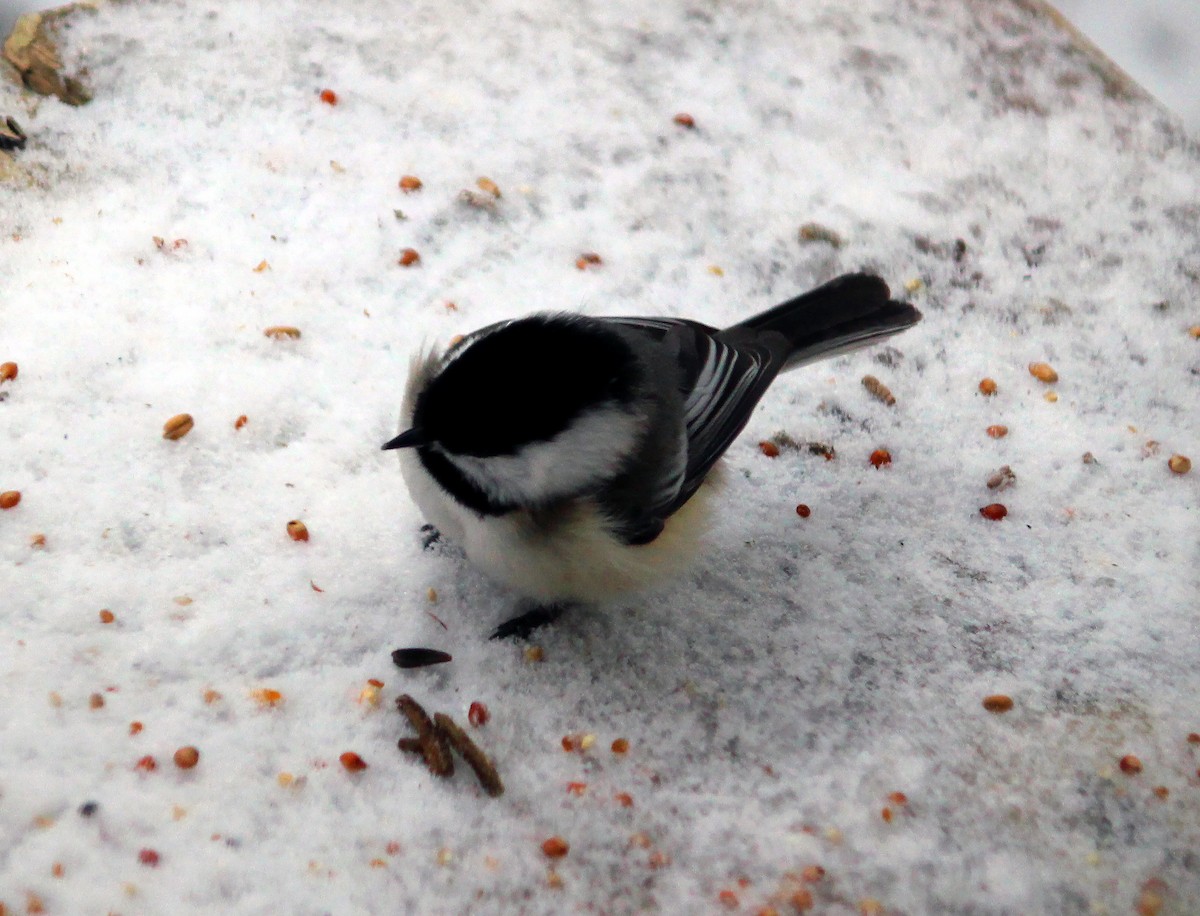 Black-capped Chickadee - Mathieu Beaudin