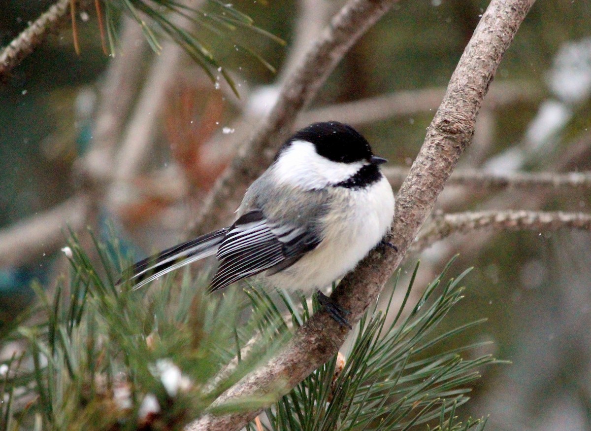 Black-capped Chickadee - ML616418647