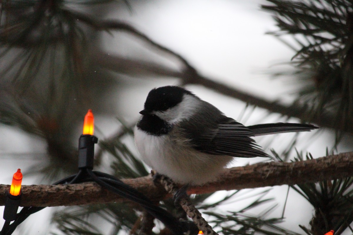 Black-capped Chickadee - ML616418656