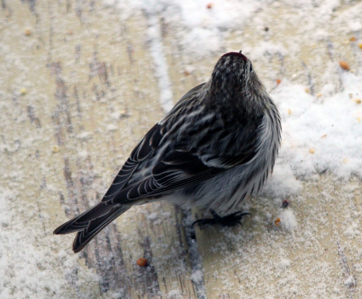 Common Redpoll - ML616418668