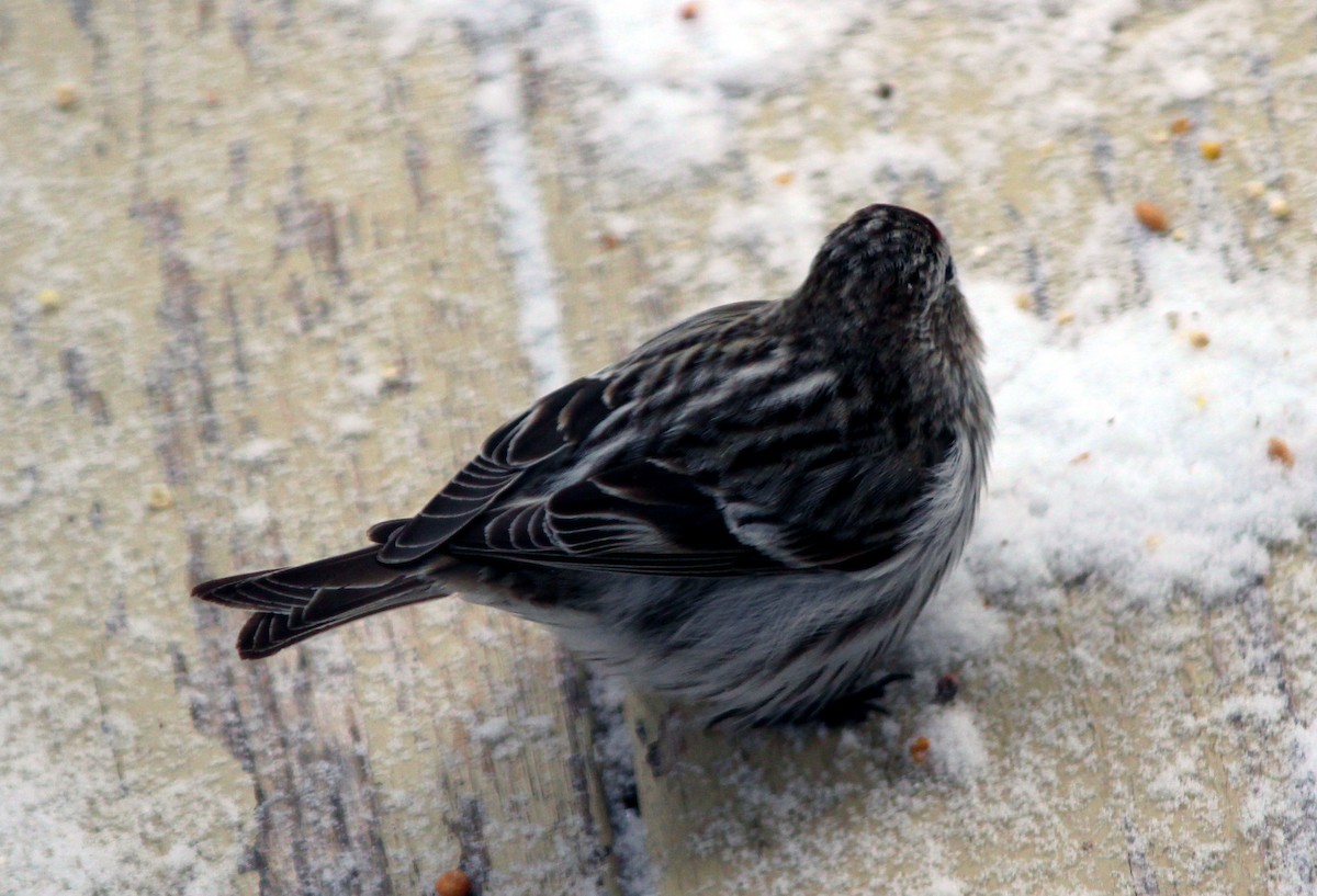 Common Redpoll - ML616418669