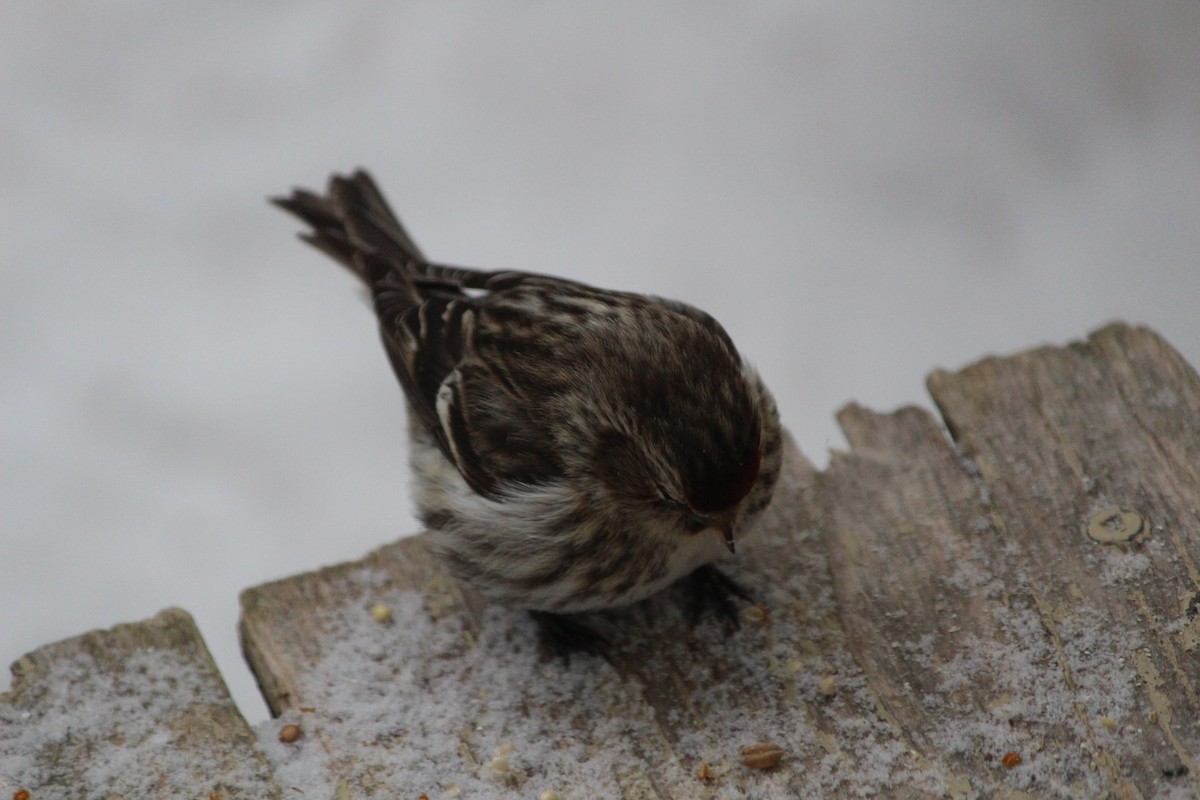 Common Redpoll - ML616418681