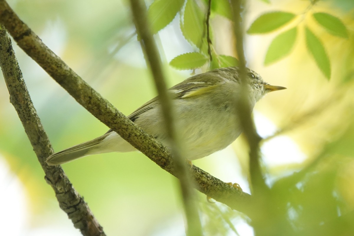 Yellow-browed Warbler - ML616418682