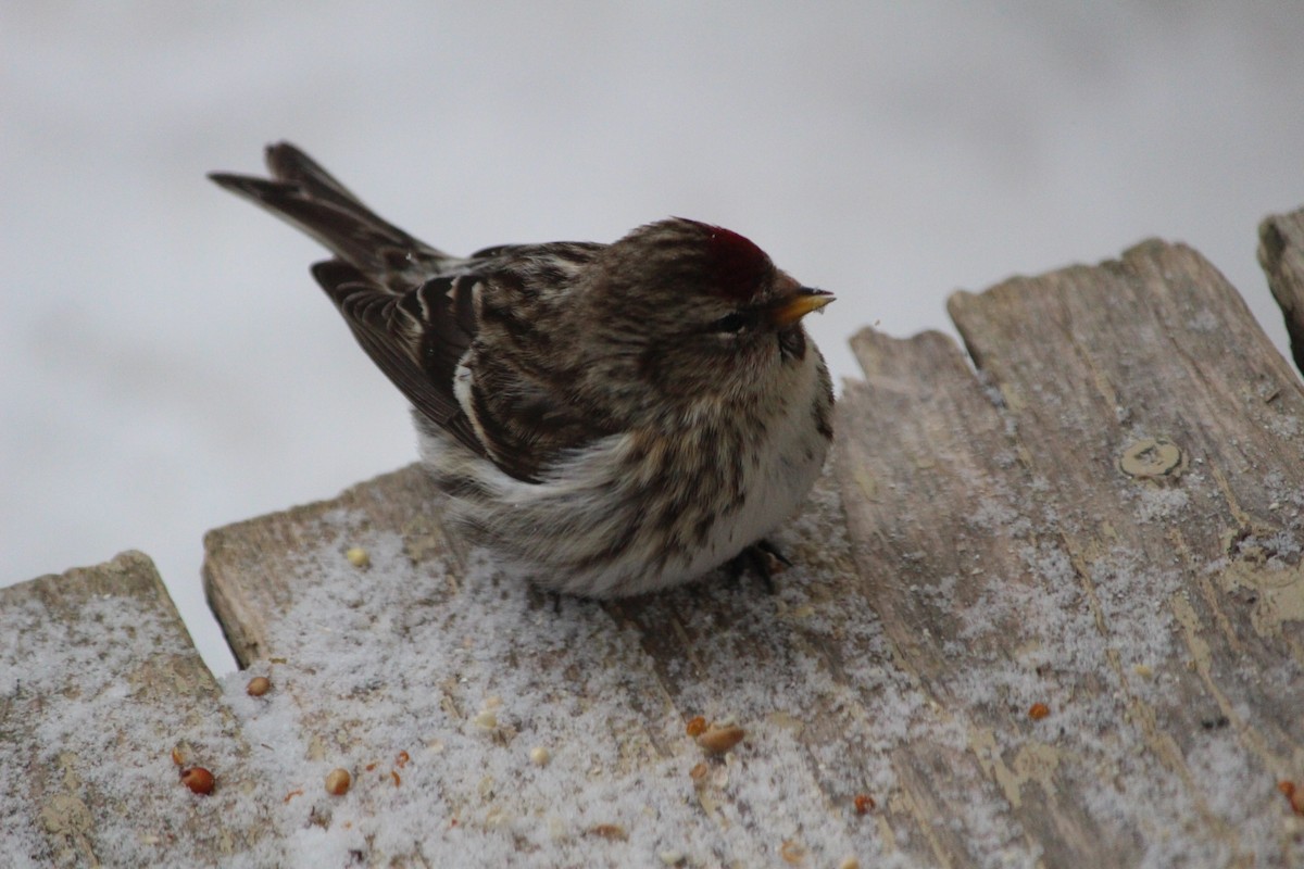 Common Redpoll - ML616418684