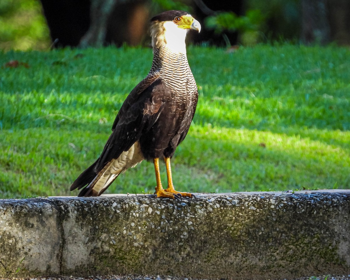 Crested Caracara - José Silvestre Vieira