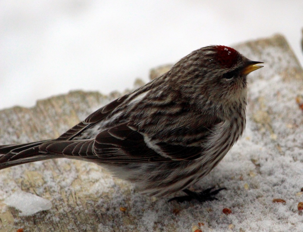 Common Redpoll - Mathieu Beaudin