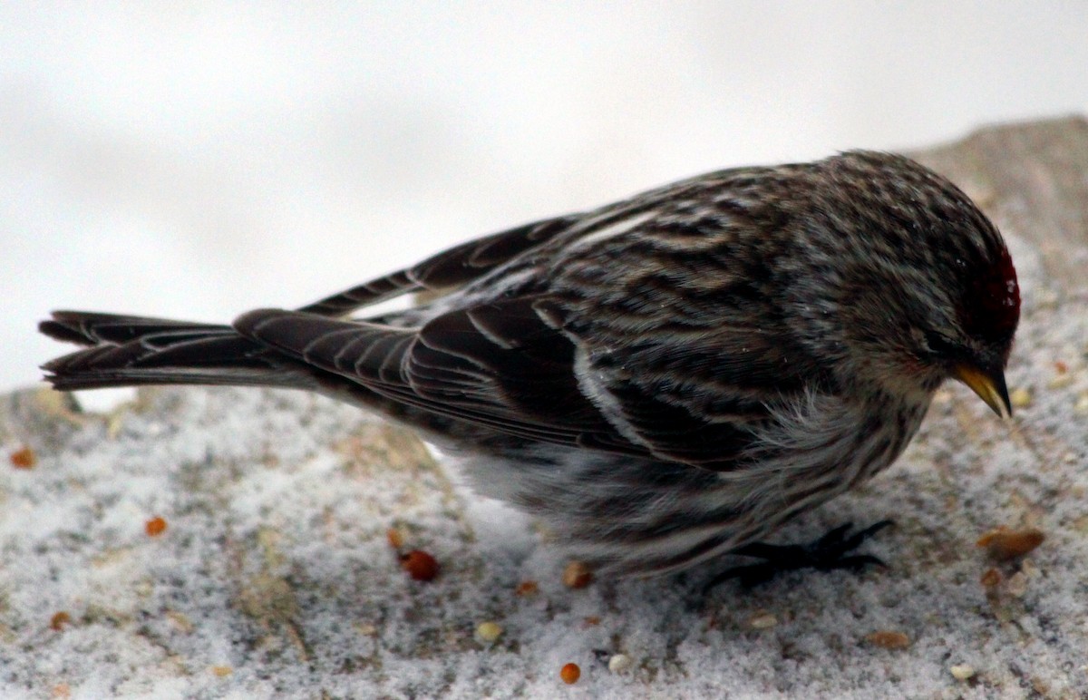 Common Redpoll - ML616418708