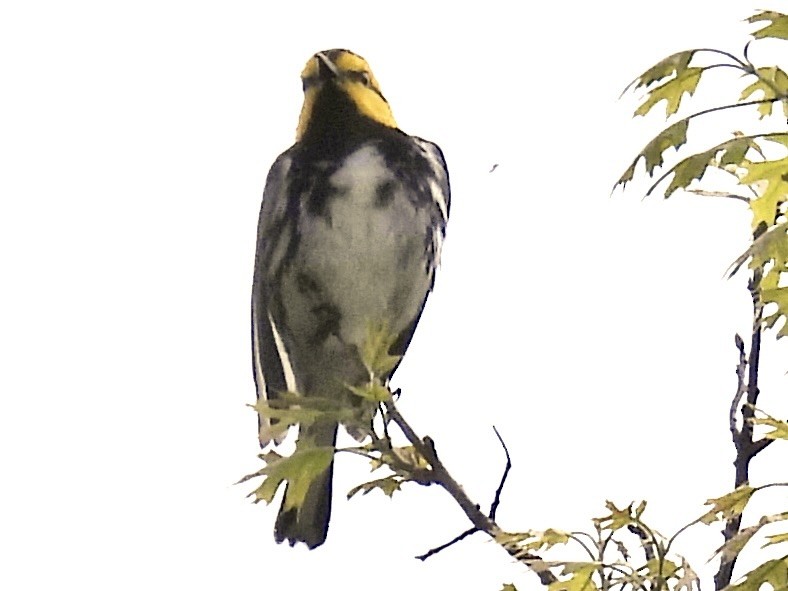 Golden-cheeked Warbler - ML616418711