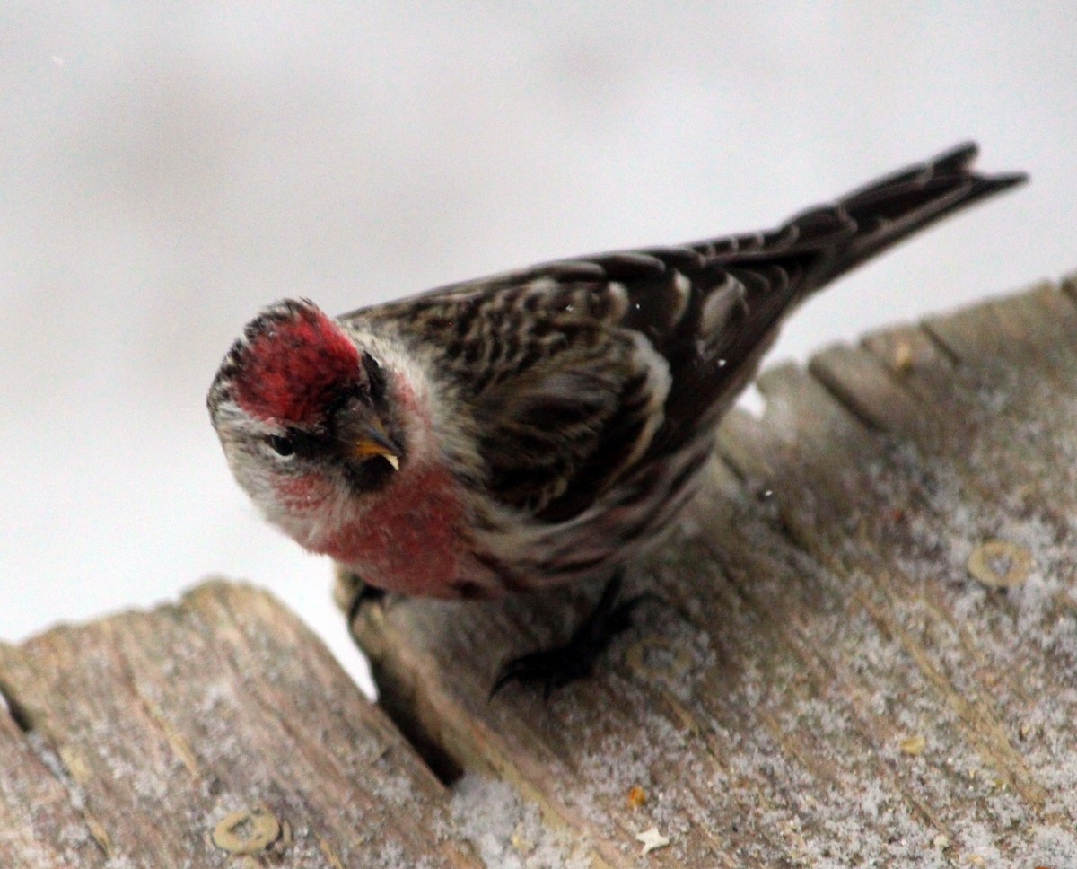 Common Redpoll - ML616418715