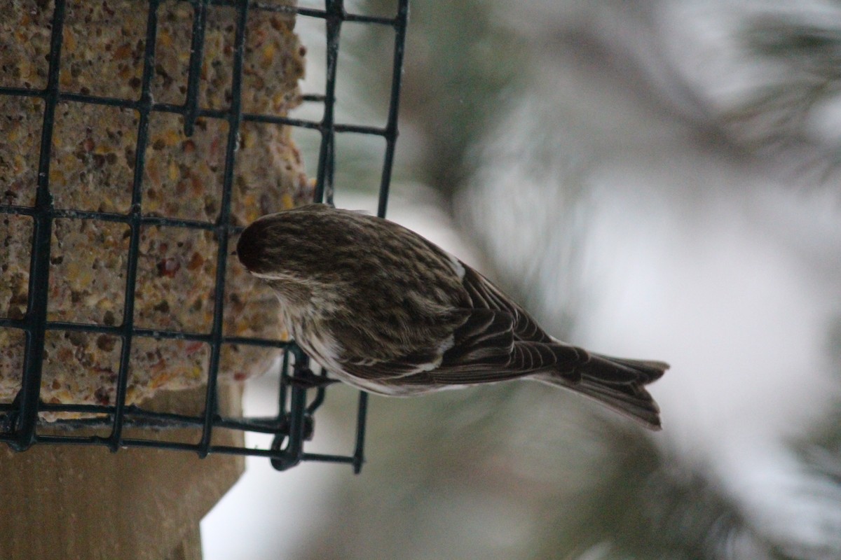 Common Redpoll - ML616418717