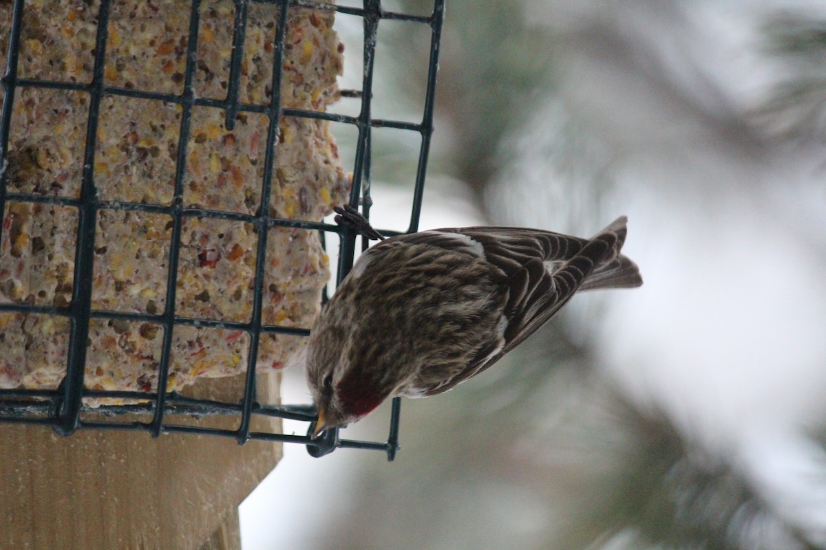 Common Redpoll - ML616418718