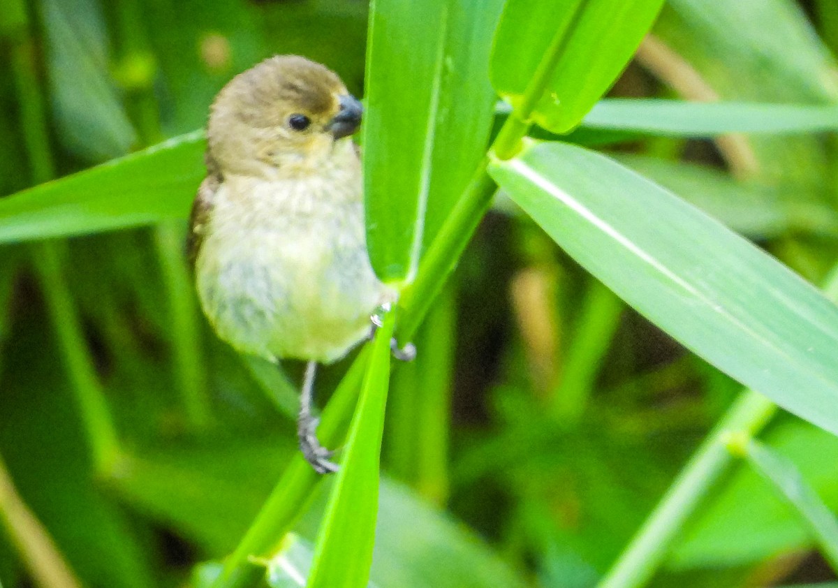 Yellow-bellied Seedeater - ML616418719