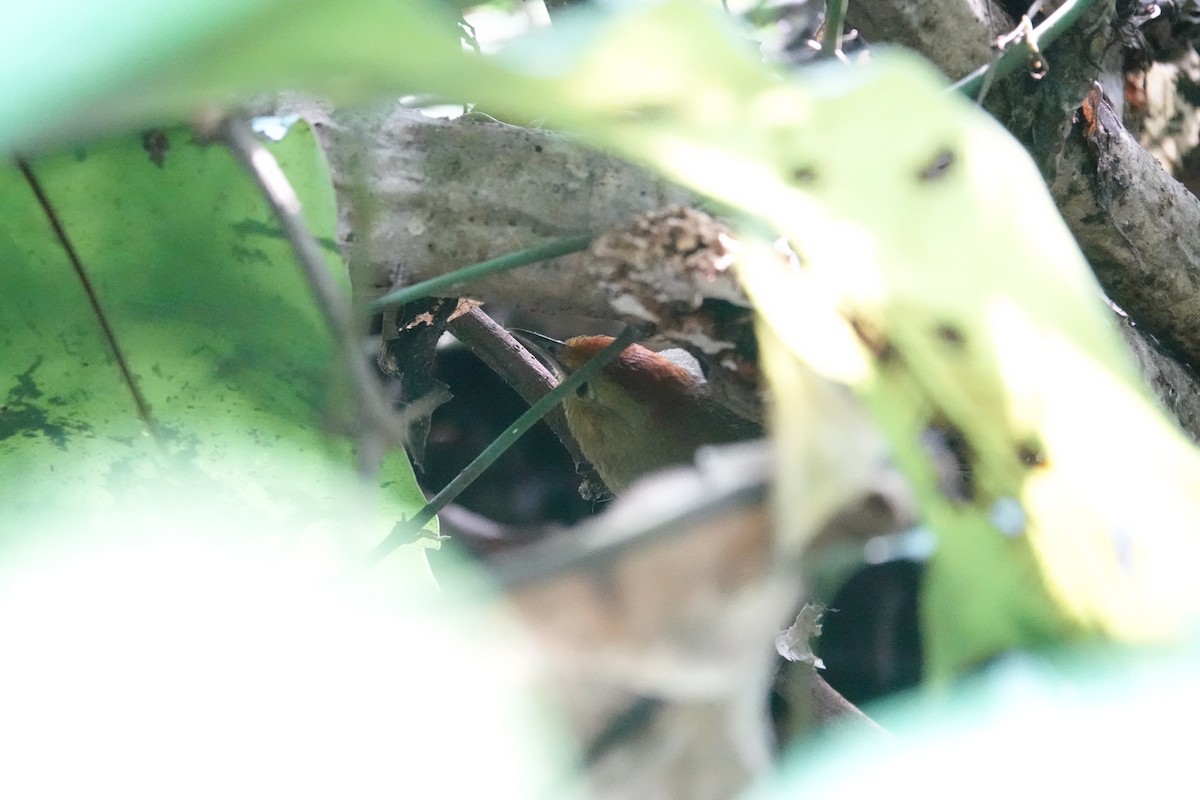 Rufous-capped Babbler - ML616418725