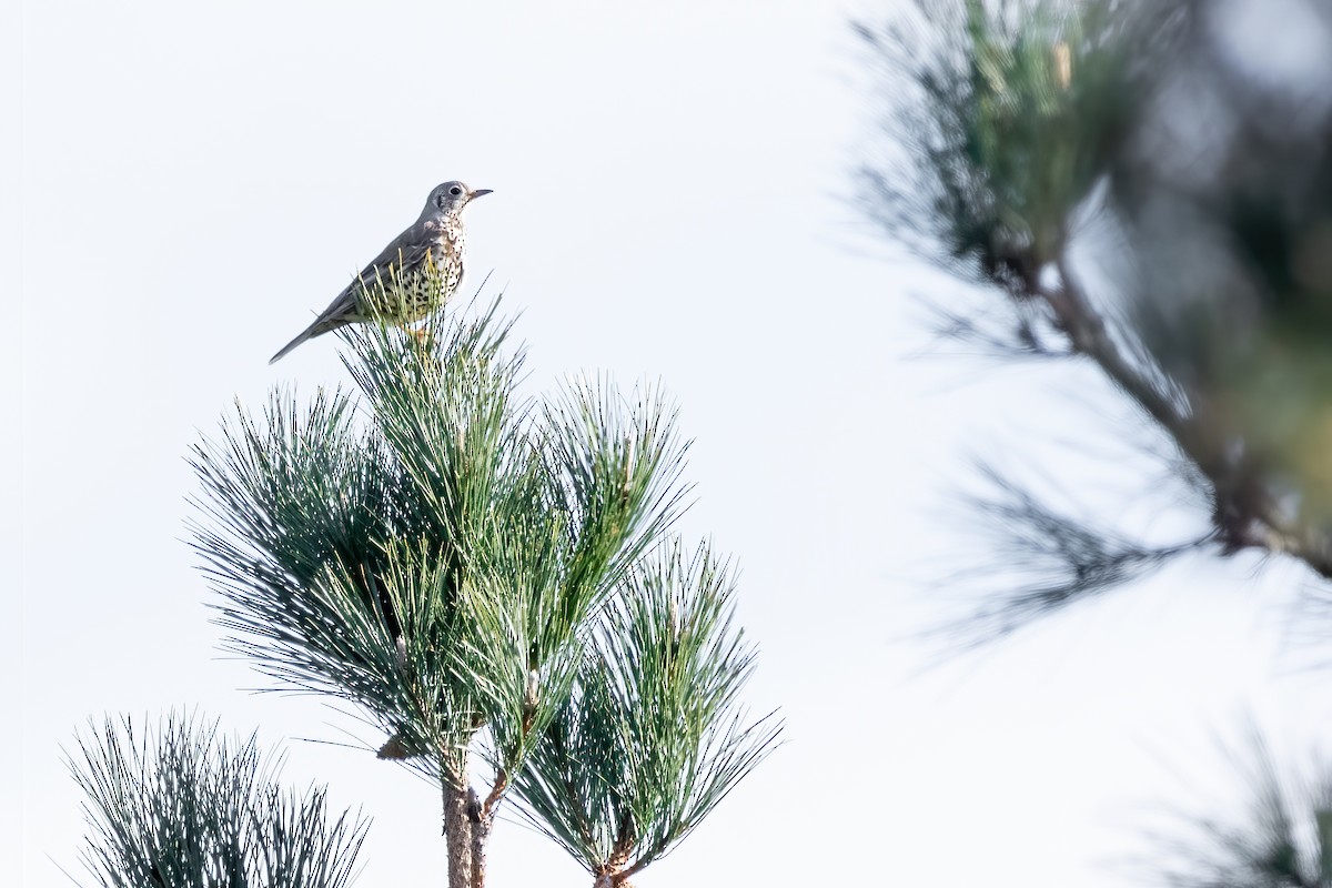 Mistle Thrush - ML616418744