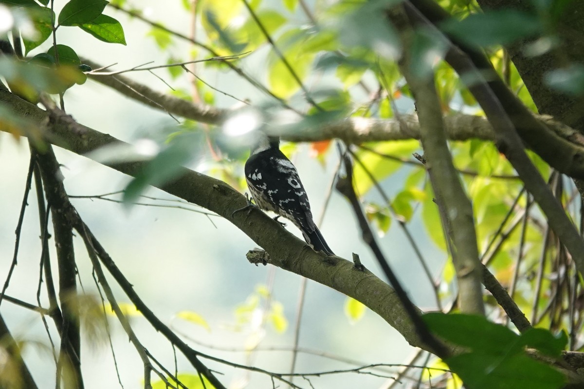 Gray-capped Pygmy Woodpecker - ML616418749