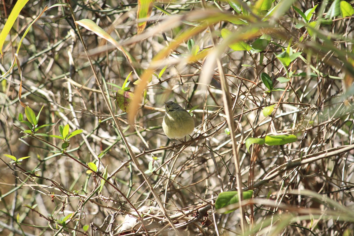 Orange-crowned Warbler - ML616418753