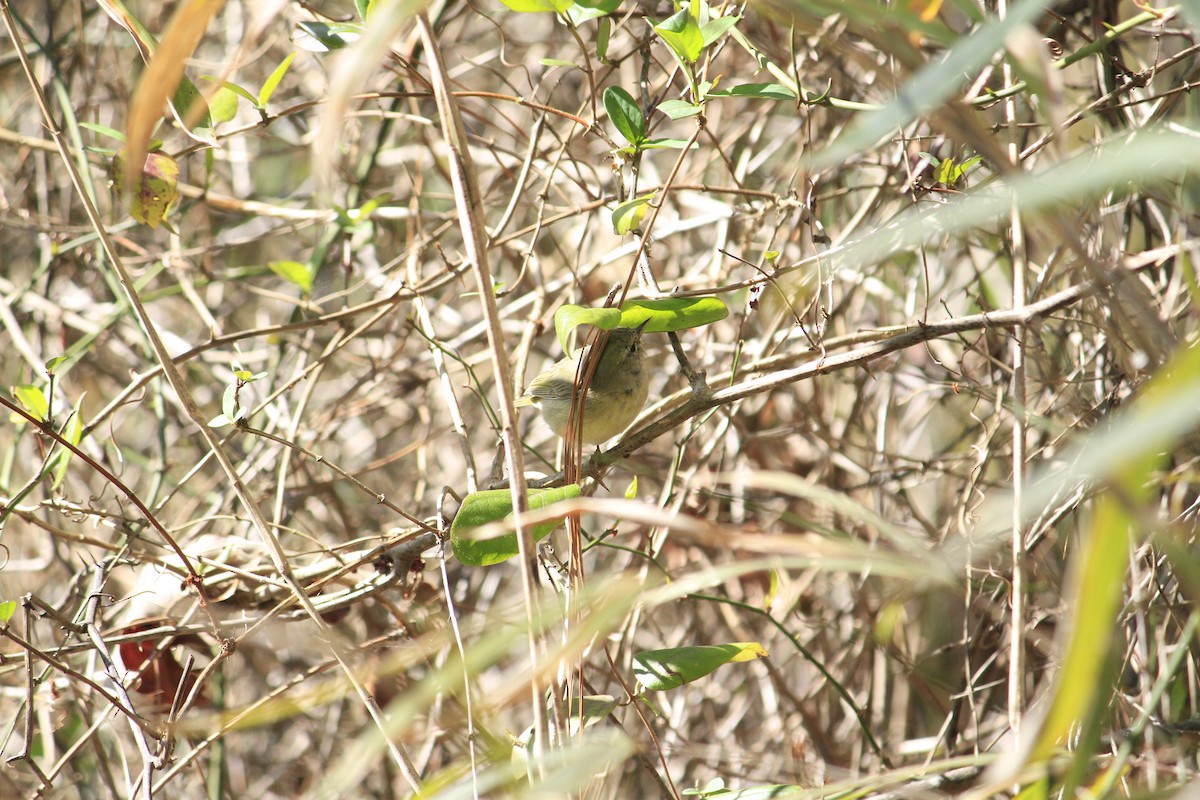 Orange-crowned Warbler - ML616418754