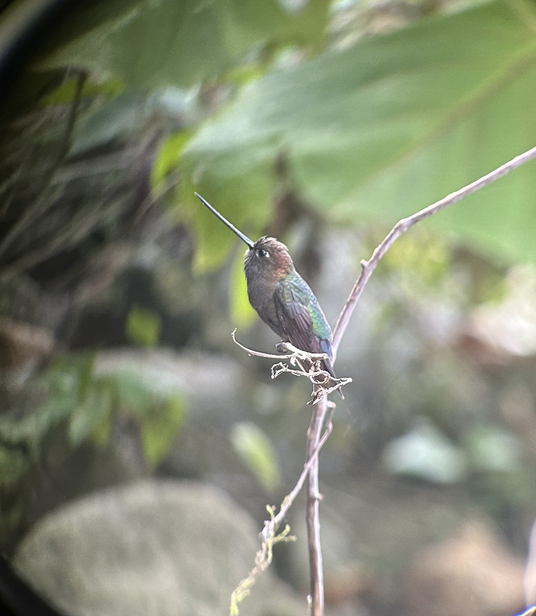 kolibřík zelenočelý - ML616418783