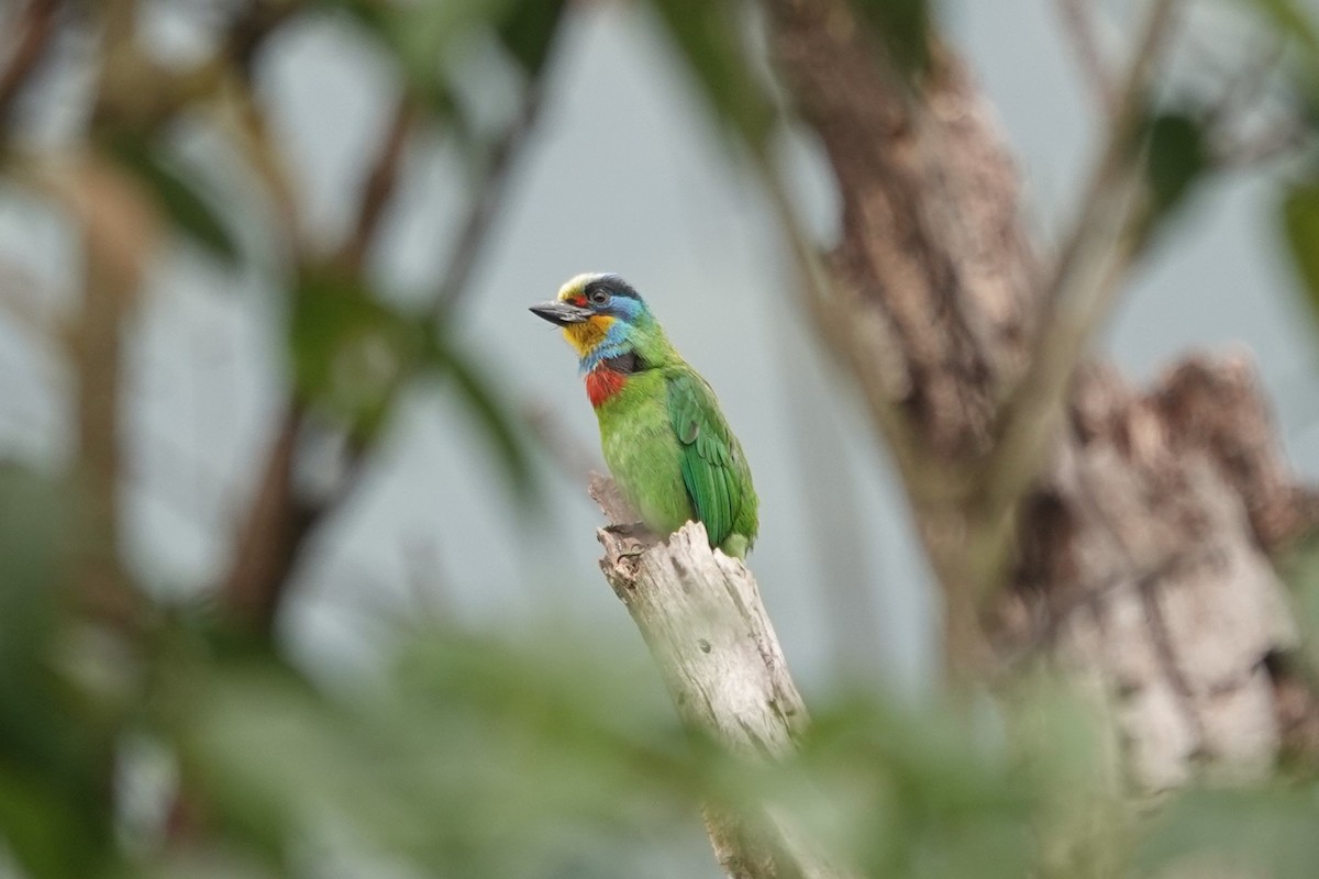 Taiwan Barbet - ML616418793