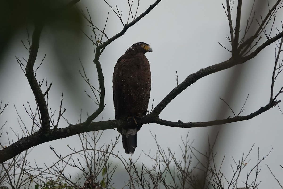 Crested Serpent-Eagle - ML616418802