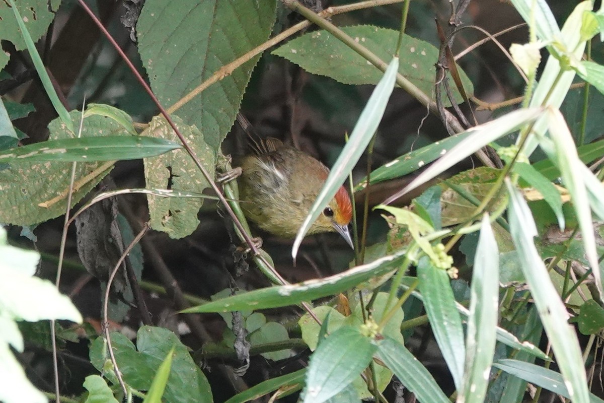 Rufous-capped Babbler - ML616418850