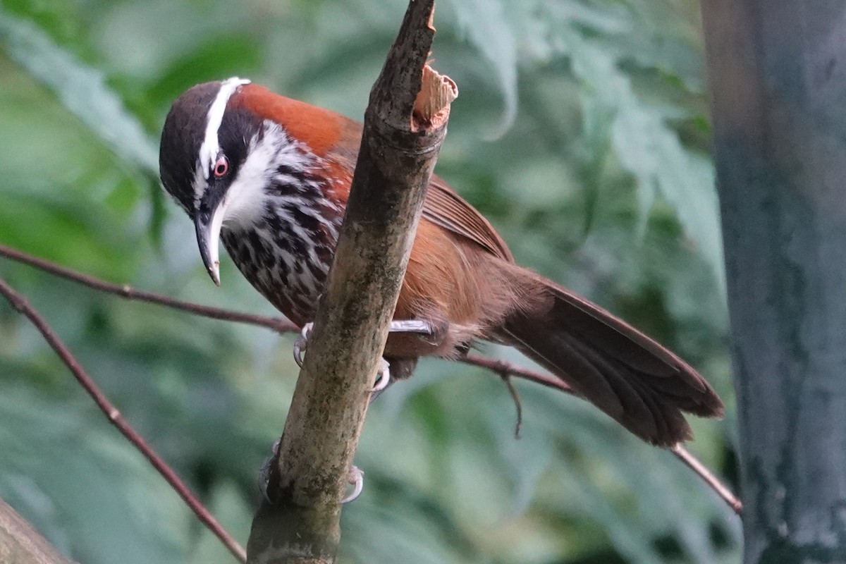 Taiwan Scimitar-Babbler - ML616418858