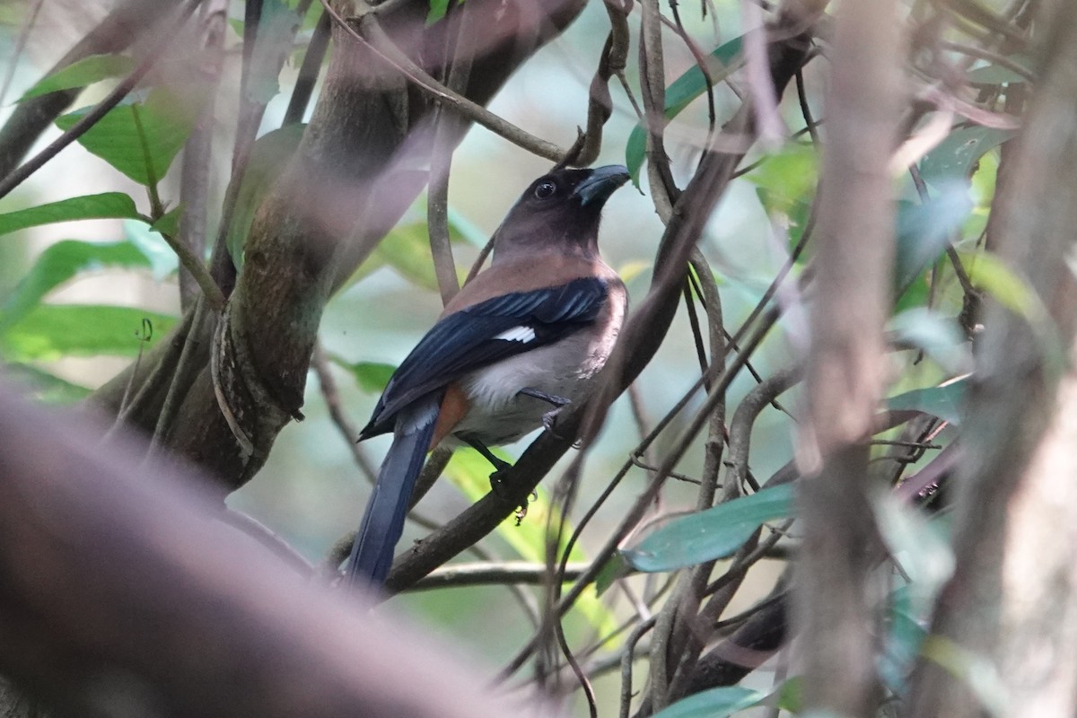 Gray Treepie - ML616418865