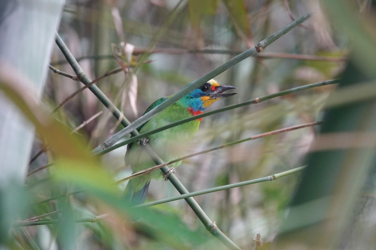 Taiwan Barbet - ML616418876