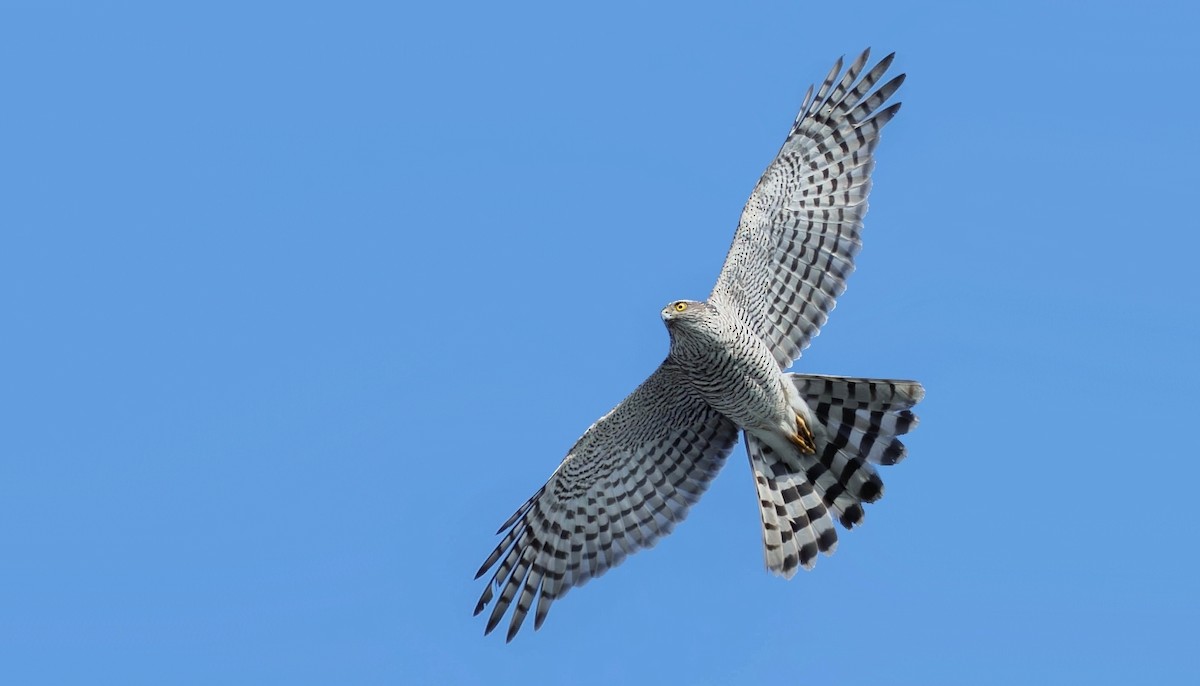 Eurasian Sparrowhawk - ML616418885