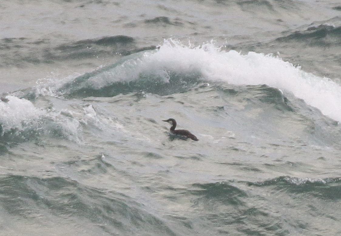 Red-throated Loon - ML616418892