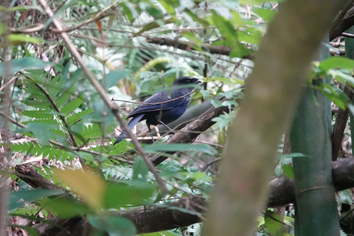 Taiwan Whistling-Thrush - ML616418897