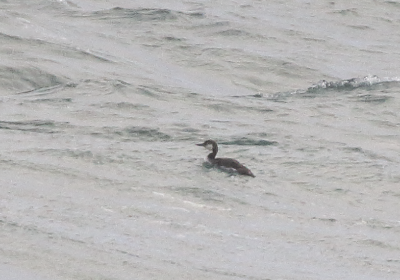 Red-throated Loon - ML616418898