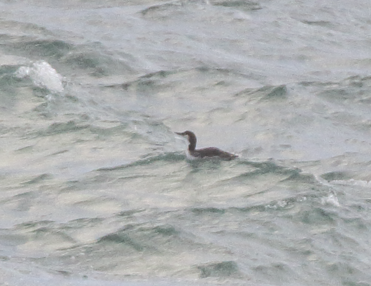 Red-throated Loon - ML616418899