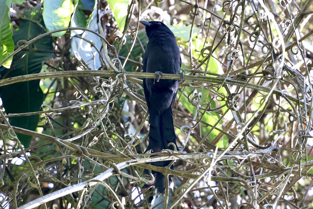 Ratchet-tailed Treepie - ML616418949