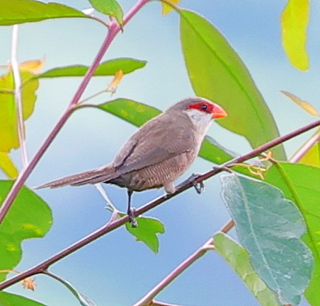 Black-rumped Waxbill - ML616418979