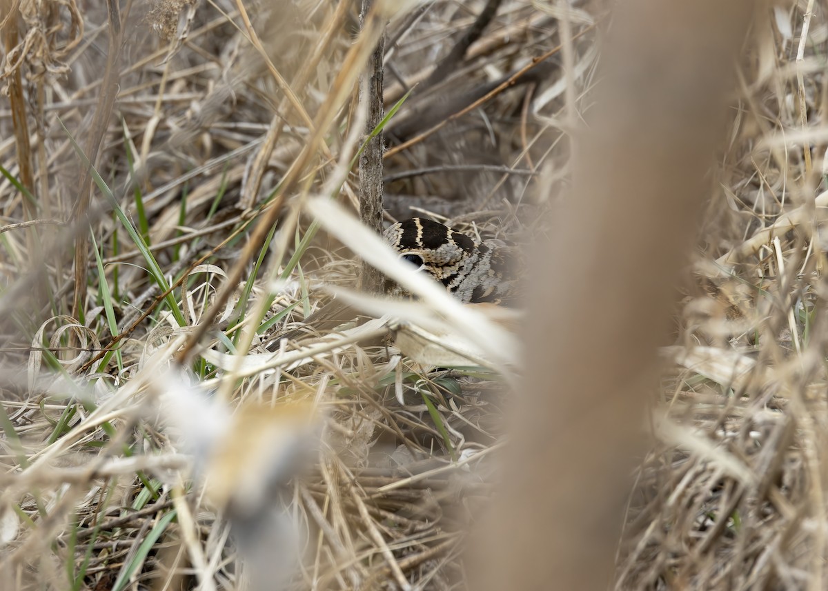 American Woodcock - ML616419058