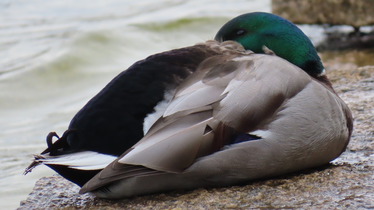 Mallard - ML616419106