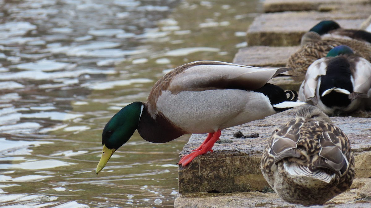 Mallard - ML616419107
