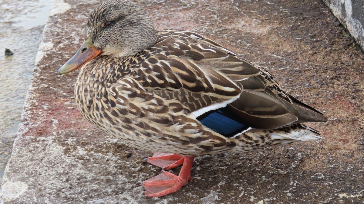Mallard - ML616419108