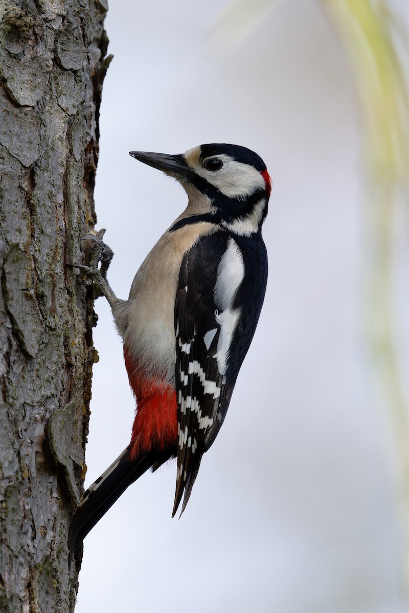 Great Spotted Woodpecker - ML616419112