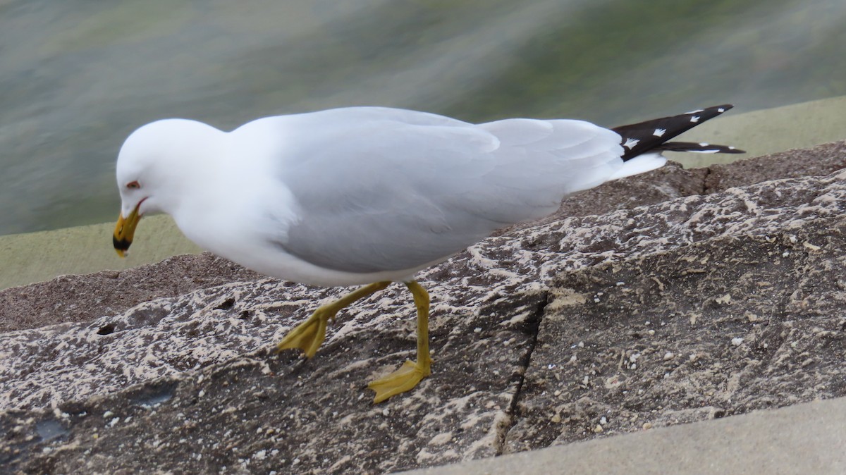 Ring-billed Gull - ML616419113