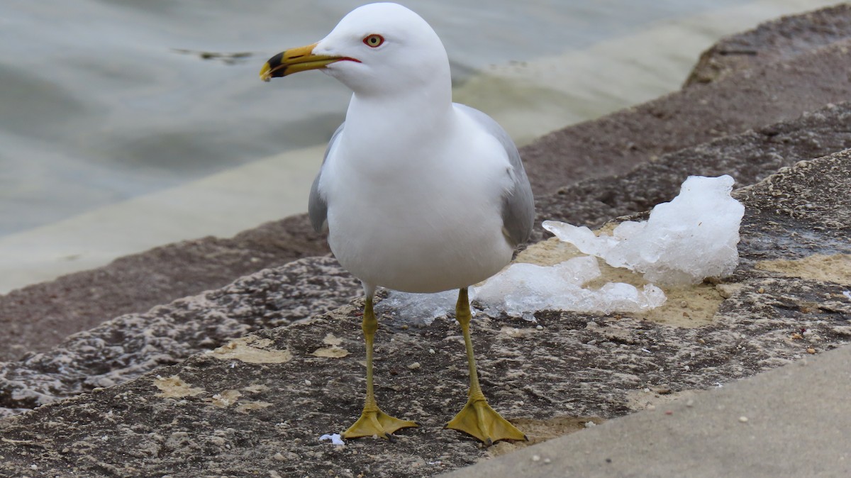 Ring-billed Gull - ML616419114