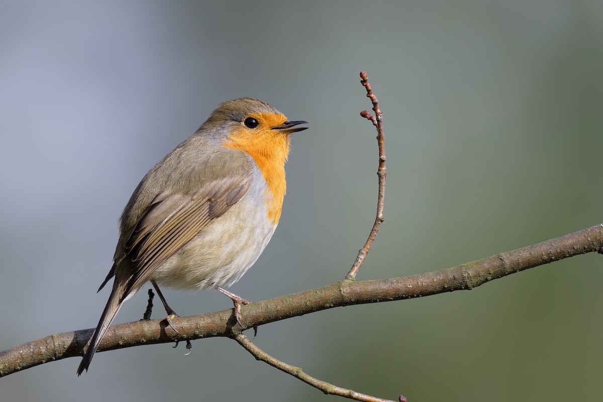 European Robin - ML616419131