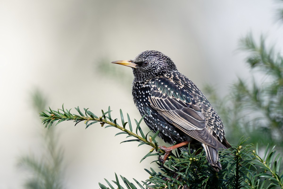 European Starling - ML616419146