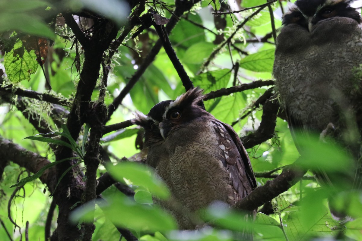 Crested Owl - ML616419164