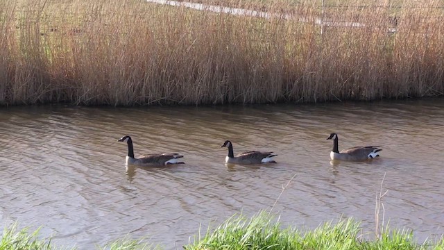 Canada Goose - ML616419165