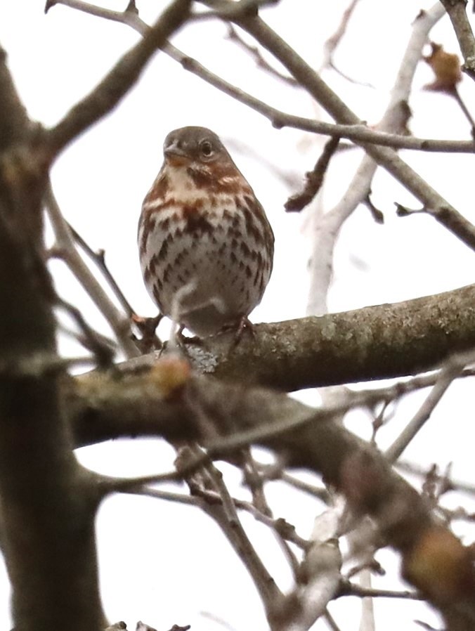 Fox Sparrow - ML616419169