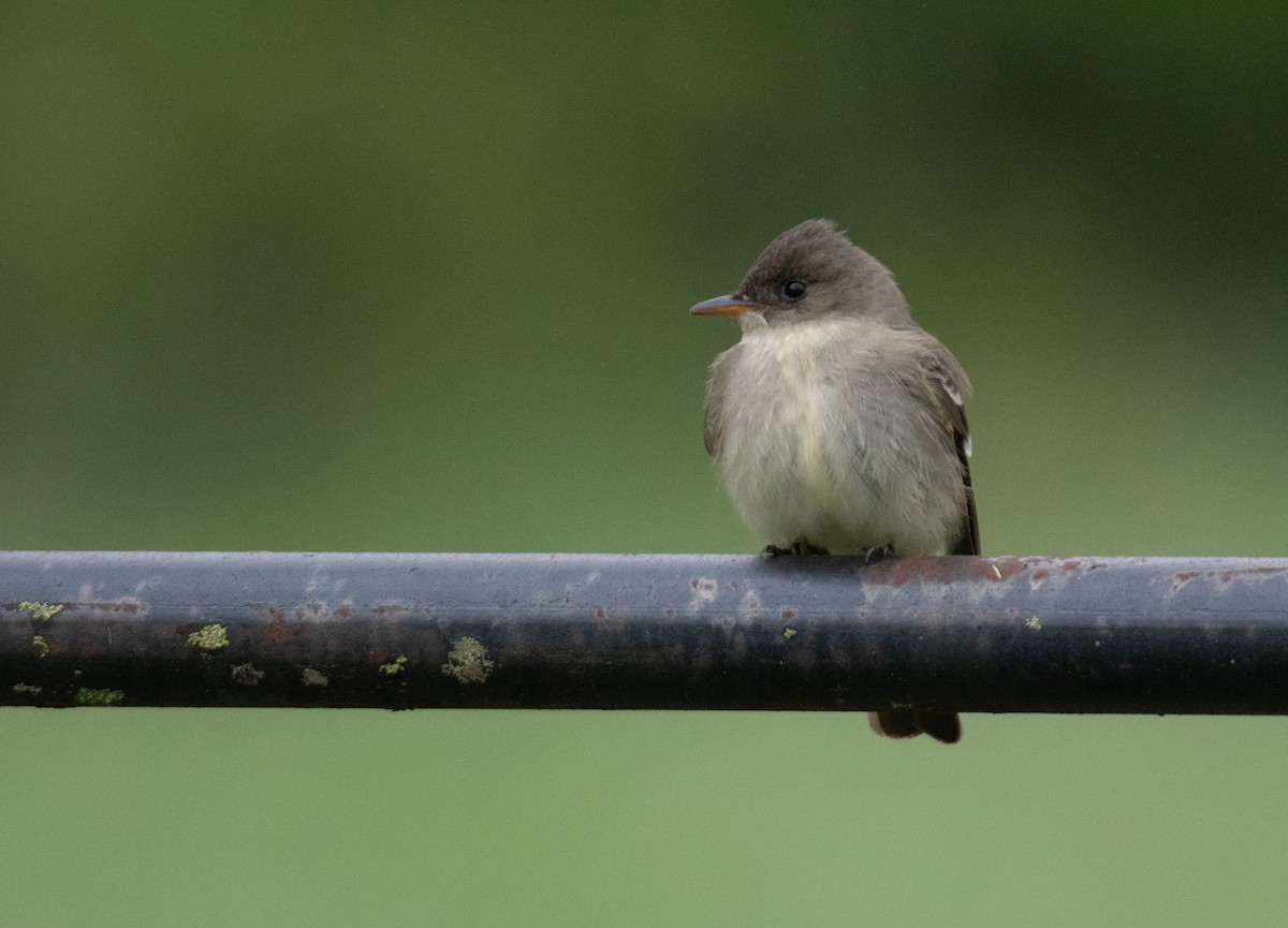 Eastern Wood-Pewee - ML616419173