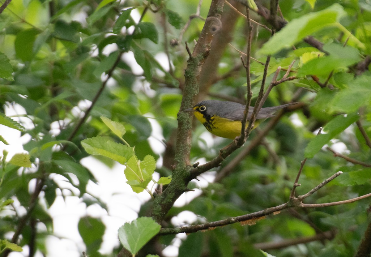 Canada Warbler - ML616419187